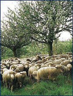 Schafe beweiden den Unterwuchs einer Streuobstwiese